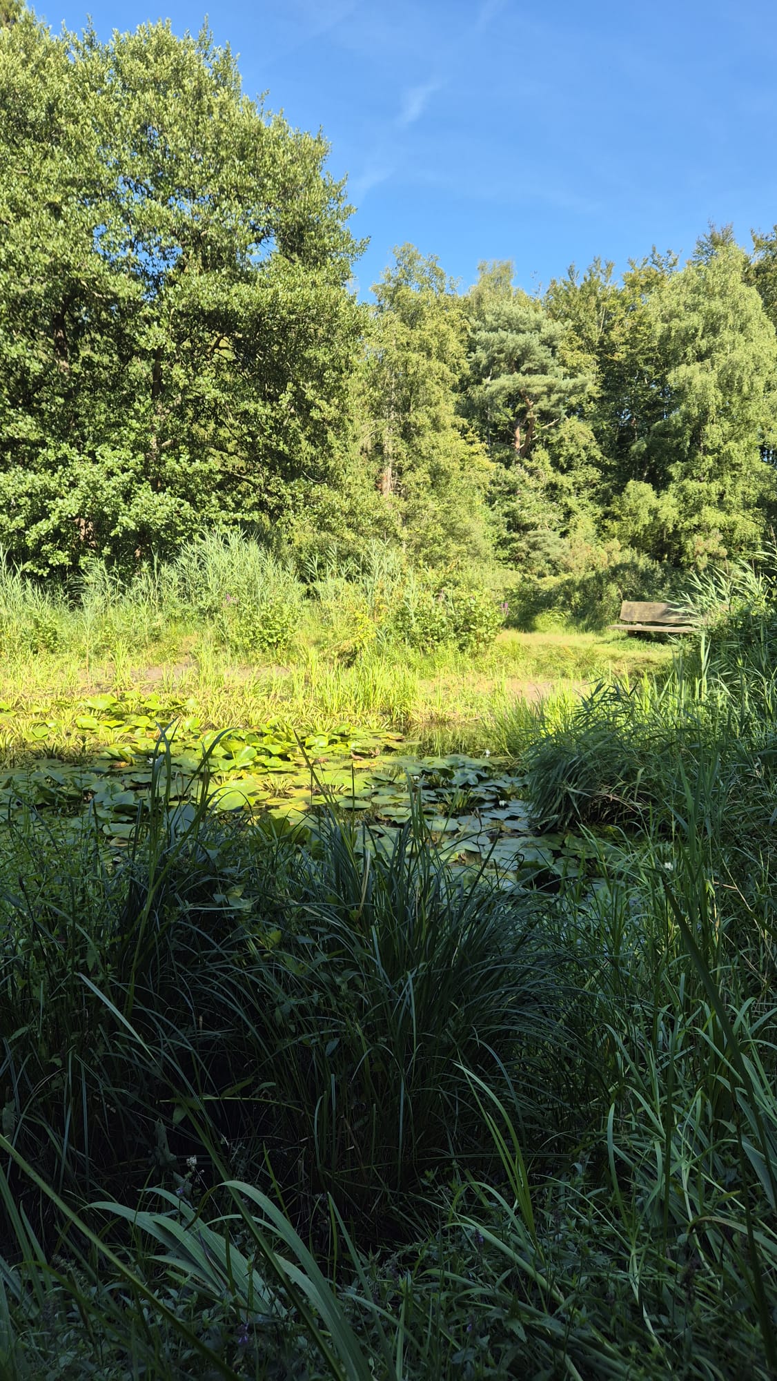 Natuurwerkdag bij de Heemtuin en het Bosplan (Peize)